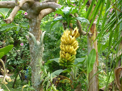 Ripen Bananas, Bananas on the Stalk, Bananas, How to Ripen Bananas on the Stalk, Banana Facts, Banana's Nutriton, pictures of ripening banana stalks