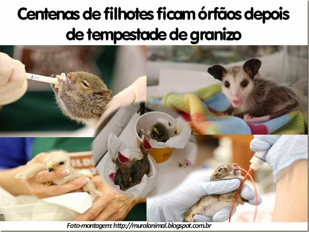 Centenas de filhotes ficam órfãos depois de tempestade