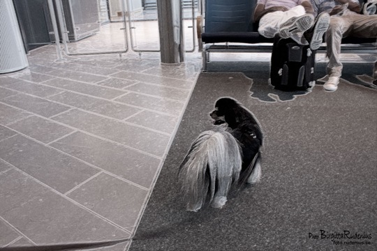 milton_20110808_kastrup