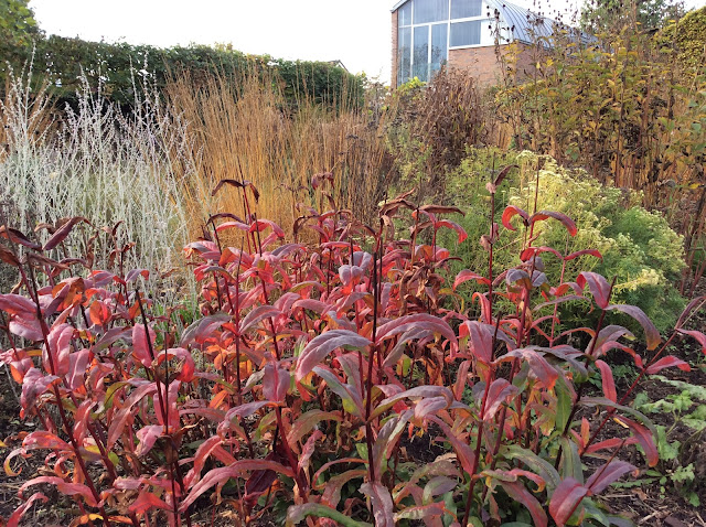 De rode herstverkleuring van Penstemon digitalis 'Dark towers'