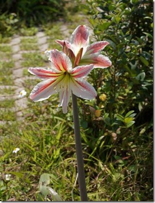 clip_image004