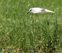 Fumarel cariblanco (Chlidonias hybrida) 