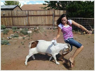 Goat Attack Pic