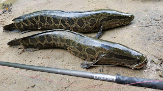 Channa Argus (Ikan Gabus Utara) Ikan Channa Yang Dibenci Amerika Serikat