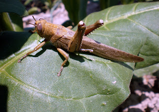 Adult Egyptian grasshopper on a green leaf