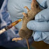 Lassa Fever Kills 150 in Nigeria — NCDC