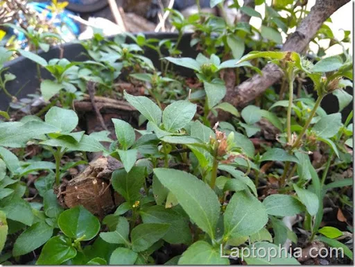 Hasil Foto Kamera Asus Zenfone 4 Max Pro ZC554KL