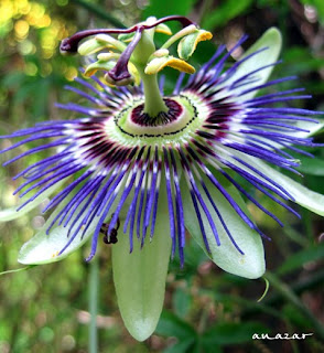 passion flower