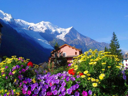 Flowers sceneries ,Beautiful flowers natural landscapes.