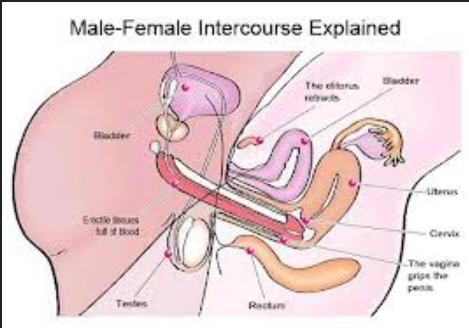 How Many Days Does It Take To Become Pregnant - Big ...