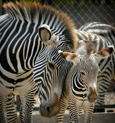 Beautiful photos of babies Animals with Moms