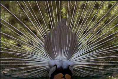 The Beauty of The Peacock 