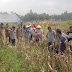 Saluran Irigasi Pecah, Keltan Sawah Kareh Gagal Panen