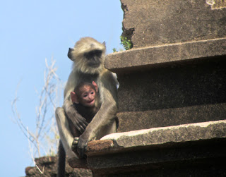 Langur Monkey Mom Baby Jehangir Majal Orchha India