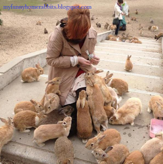 Many rabbits live in the city