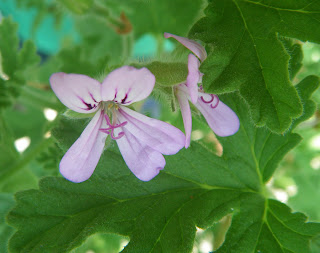 Pelargonium Capitatum / Attar of Roses flower