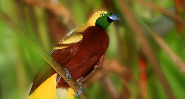 New Guinea Birds Of Paradise