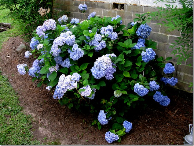 Hydrangeas