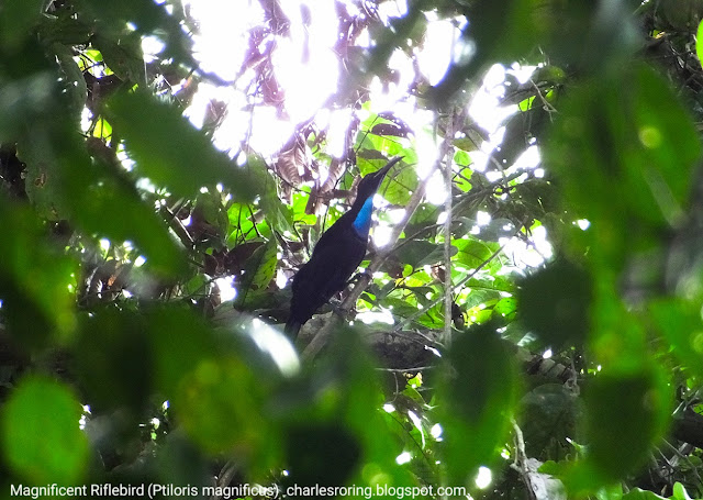 Magnificent Riflebird