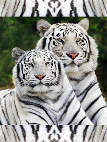 couple wallpaper. White Tiger Couple wallpapers