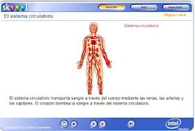http://ww2.educarchile.cl/UserFiles/P0024/File/skoool/European_Spanish/Junior_Cycle_Level_1/biology/circ_system/index.html