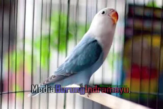 Daftar Harga Burung Lovebird Terbaru Januari 2018, Daftar Harga Burung Labet Terbaru Januari 2018, Harga Burung Lovebird Terbaru Semua Jenis Januari 2018