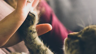 Free Kitten, Cat, Pet, Paw, Hand, Friends Wallpaper