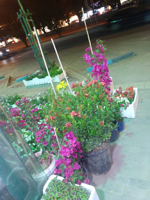 مشاتل زهور الحياة -0568304308- أفضل مشاتل بيع الشتلات والزهور والأشجار والنخيل في شمال الرياض