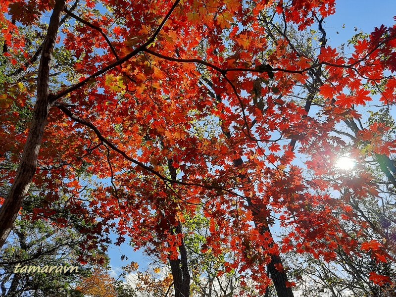 Клён ложнозибольдов (Acer pseudosieboldianum)