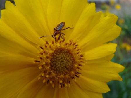 FLOR