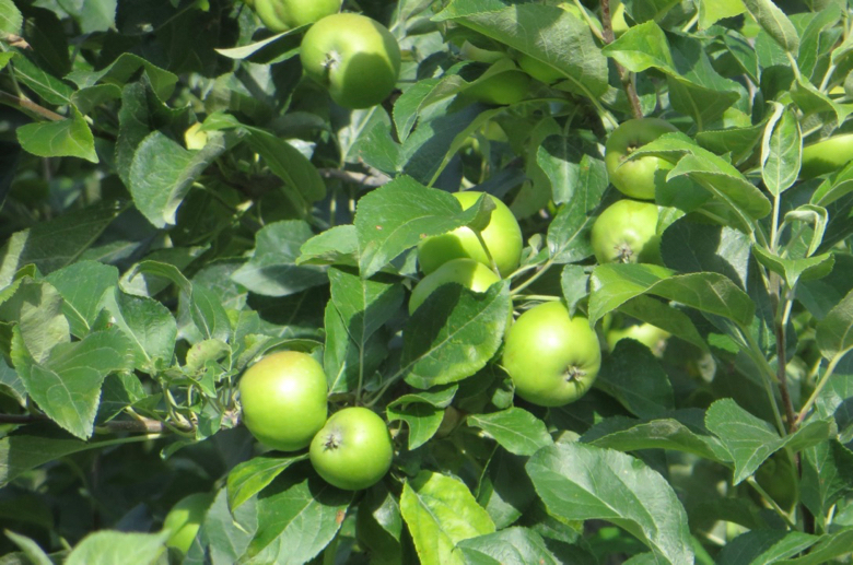 More unripe apples on the branch