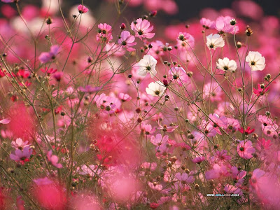 florecillas-silvestres-de-colores-rosas-y-blancas