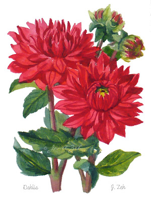 Red Dahlia flowers botanical print