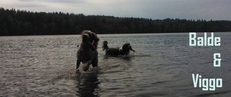 Partacolliet Balde & Viggo