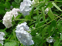 インタクラターという種類。