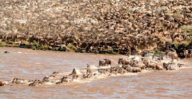 Masai Mara National Park Wild Animals - Forest Crowd