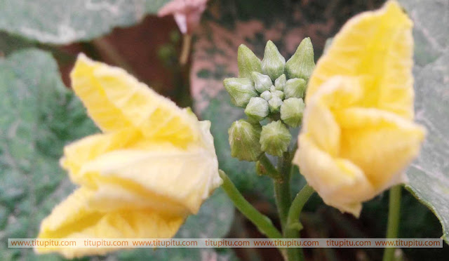 yellow-flowers-images-going-to-taking-birth