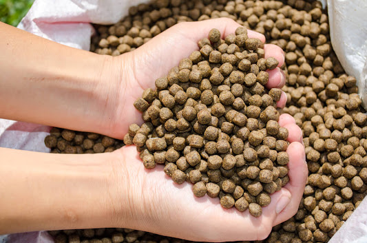 Feasibility study of a fish feed production project;
