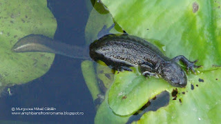 Triturus cristatus male DSC77160