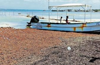Sargazo se come playa de Mahahual: alga avanza hasta 25 metros sobre la arena