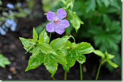 geranium nodosum