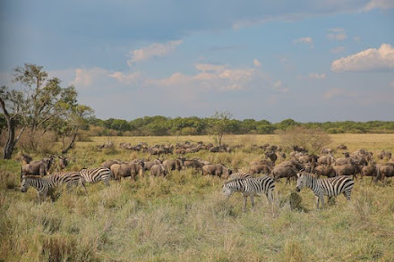 Wild Beasts Are Common To See In The Reservation