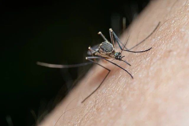 Mosquito de malaria invasor proboca brote de malariuen África