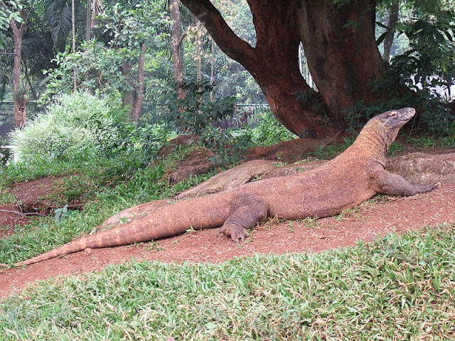 Komodo dragon Varanus komodoensis di Ragunan