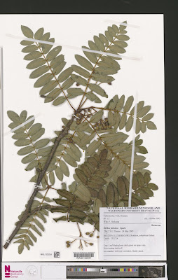 Рябина листочковая (Sorbus foliolosa)