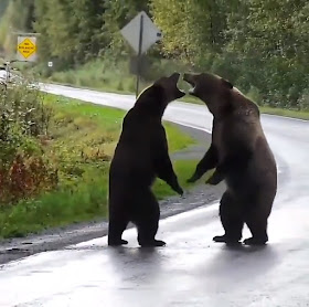 bears fighting