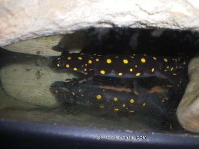 Neurergus strauchii en su acuario