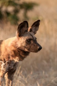 mashatu game reserve, photo workshop, photography