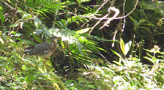 Sunbittern