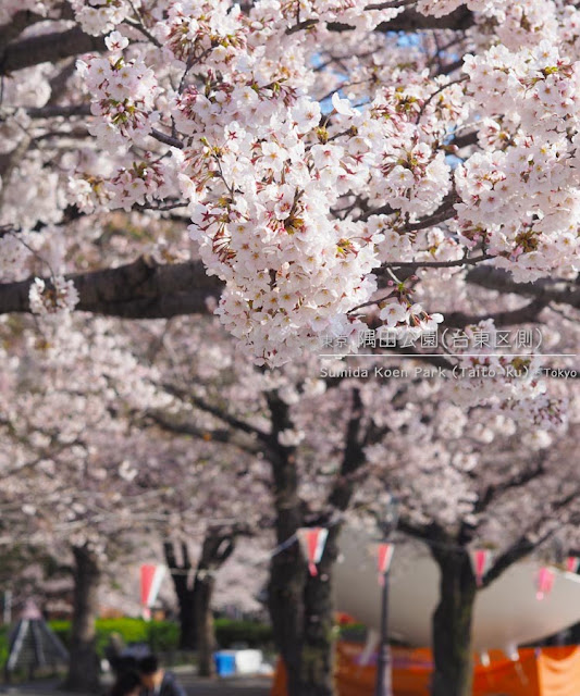 隅田川（台東区側）の桜